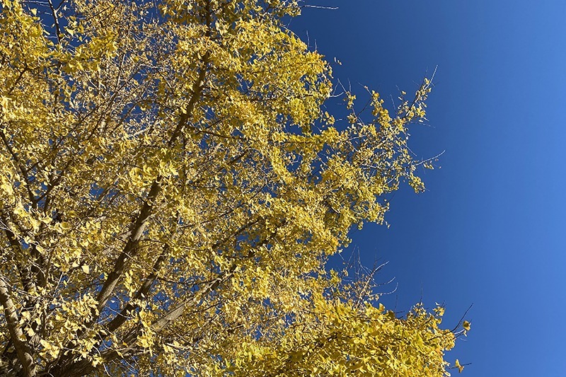 まかいの牧場で紅葉～赤富士最高♪