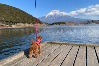 愛犬と散歩