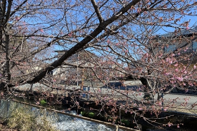 通勤路の河津桜！