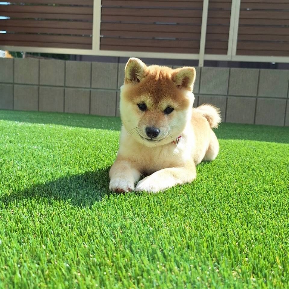 20251019_mameshiba.kurumi22-1-1080