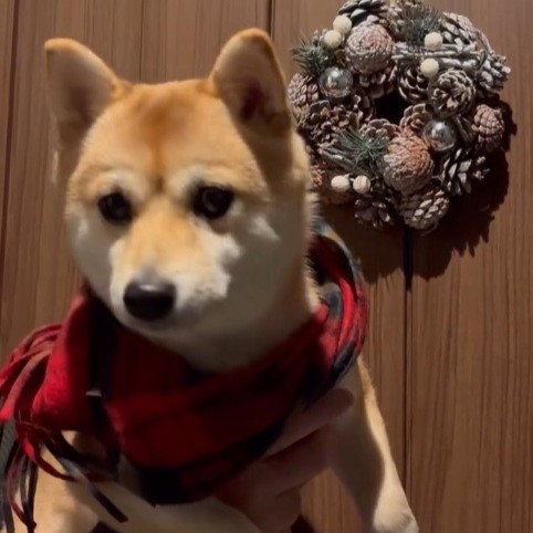 20251220_mameshiba.kurumi22-1080