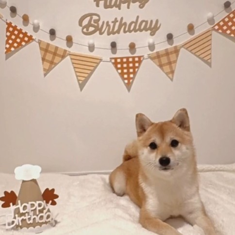 20251124_mameshiba.kurumi22_1080