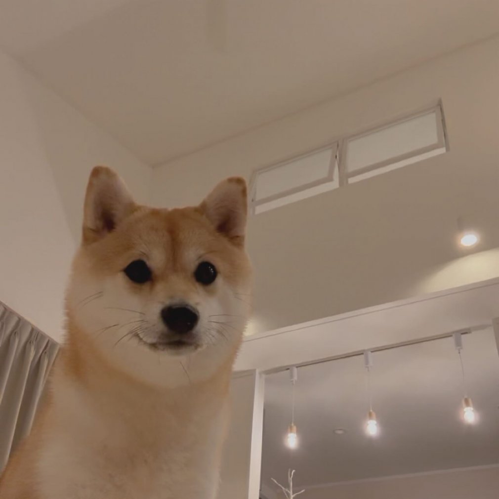 20251104_mameshiba.kurumi22-1080