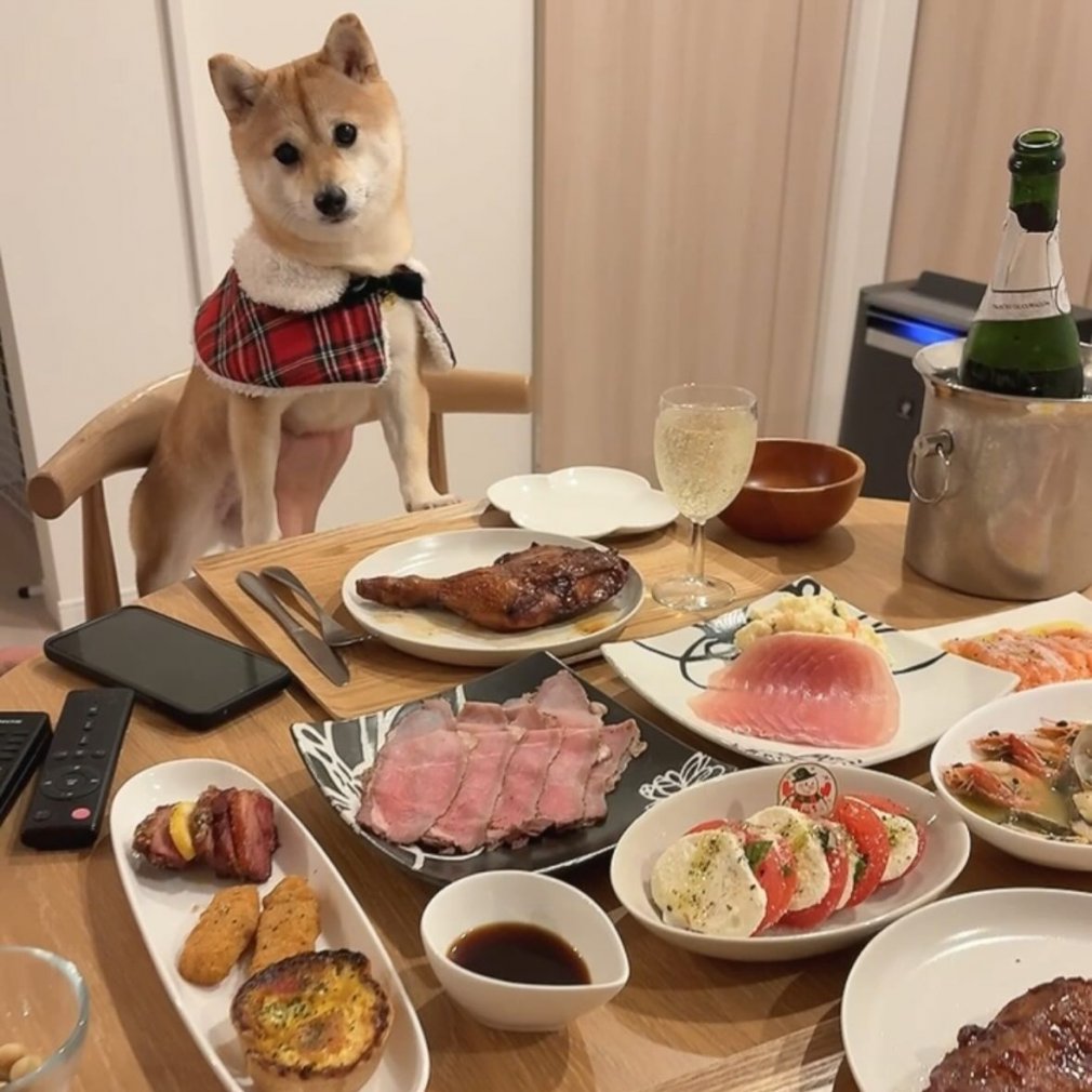 おうちフォトmameshiba豆柴