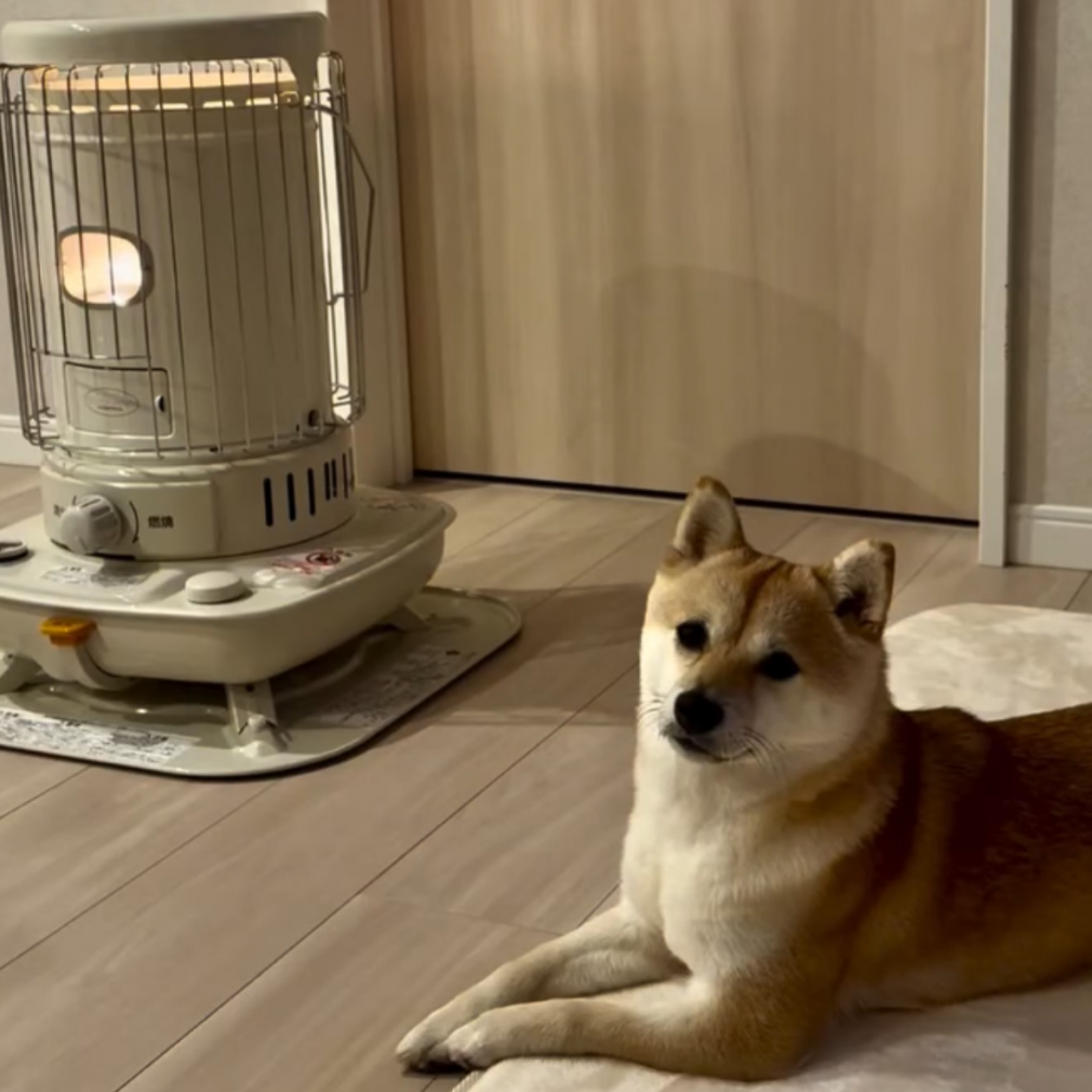 おうちフォトmameshiba豆柴